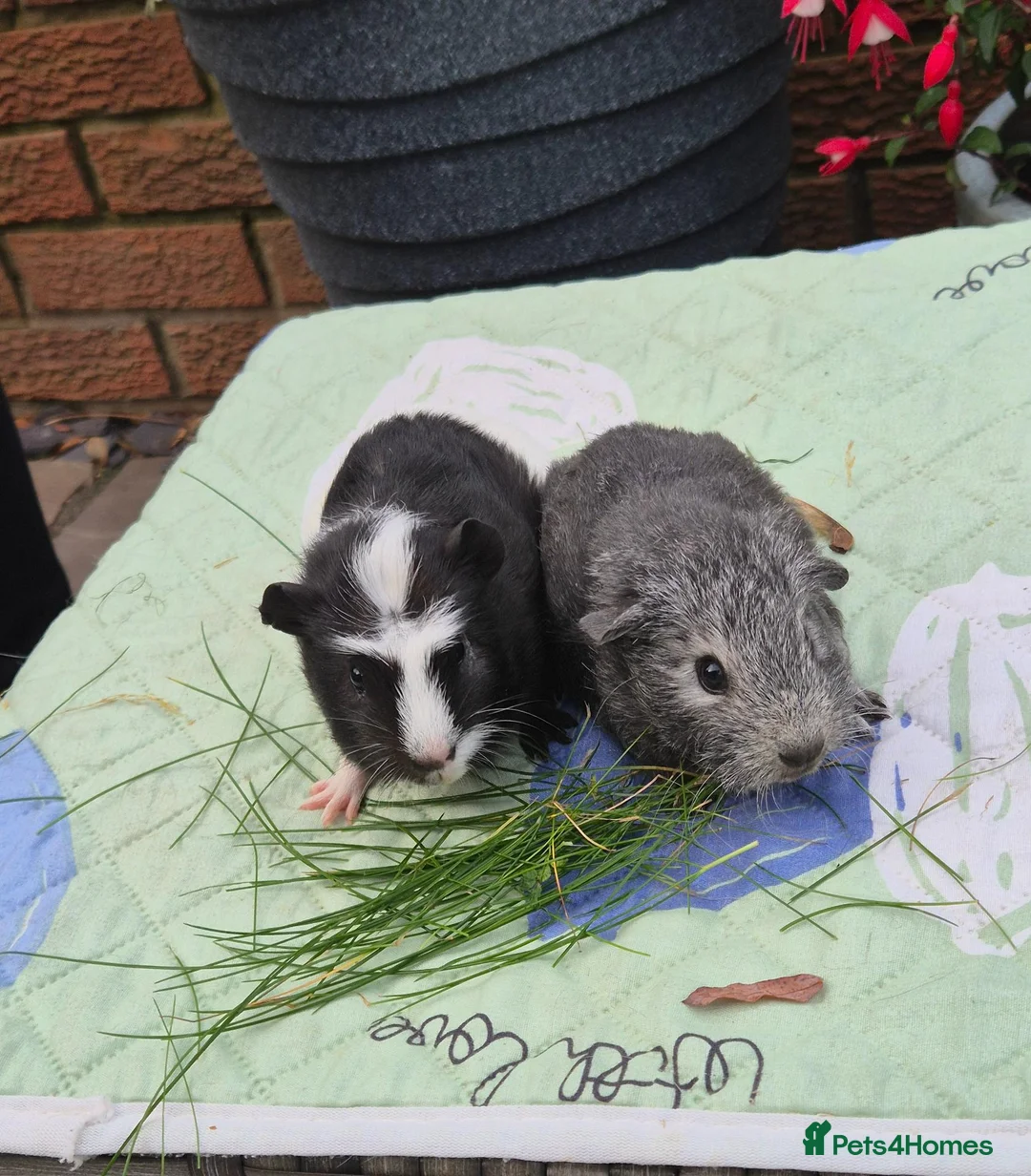 Guinea Pig rodents for sale: Baby Boy Guinea Pigs 1 Californian - Advert 4