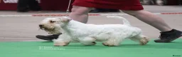 Sealyham Terrier dogs for sale: Male Sealyham Terrier  - Advert 4