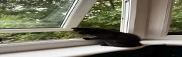 Domestic Shorthair cats for sale: Adorable 7-Week-Old Kittens Ready for Loving Home! in London - Advert 16