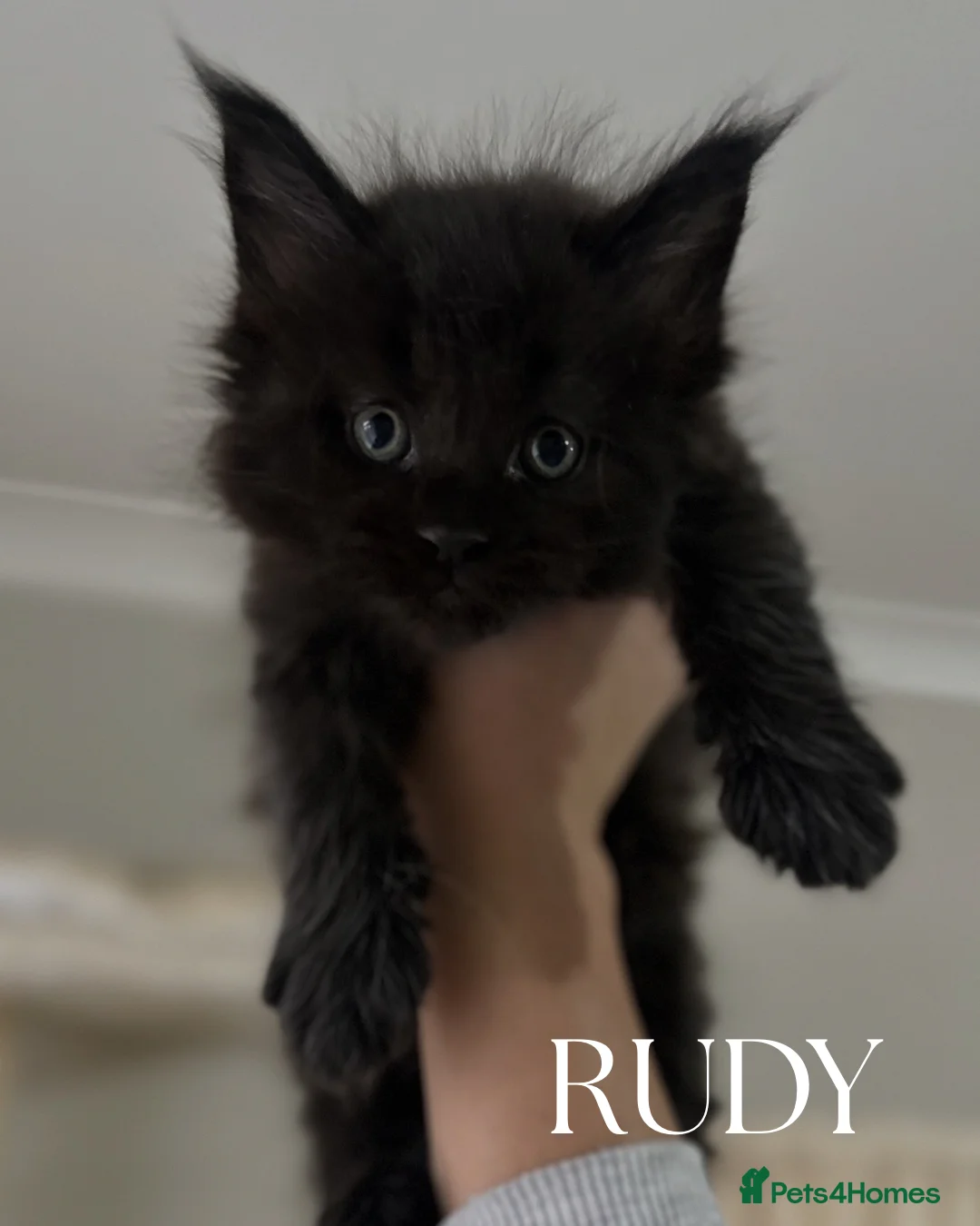 Maine Coon cats for sale: Stunning TICA Registered Maine Coon Kittens - Advert 4