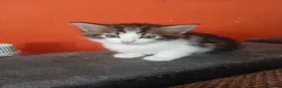 Mixed Breed cats for sale: 4 beautiful kittens ready to reserved  - Advert 8