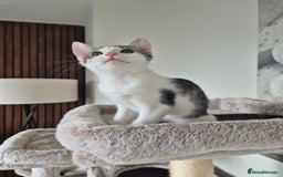 Bengal cats for sale: Male bengal cross - Image 8