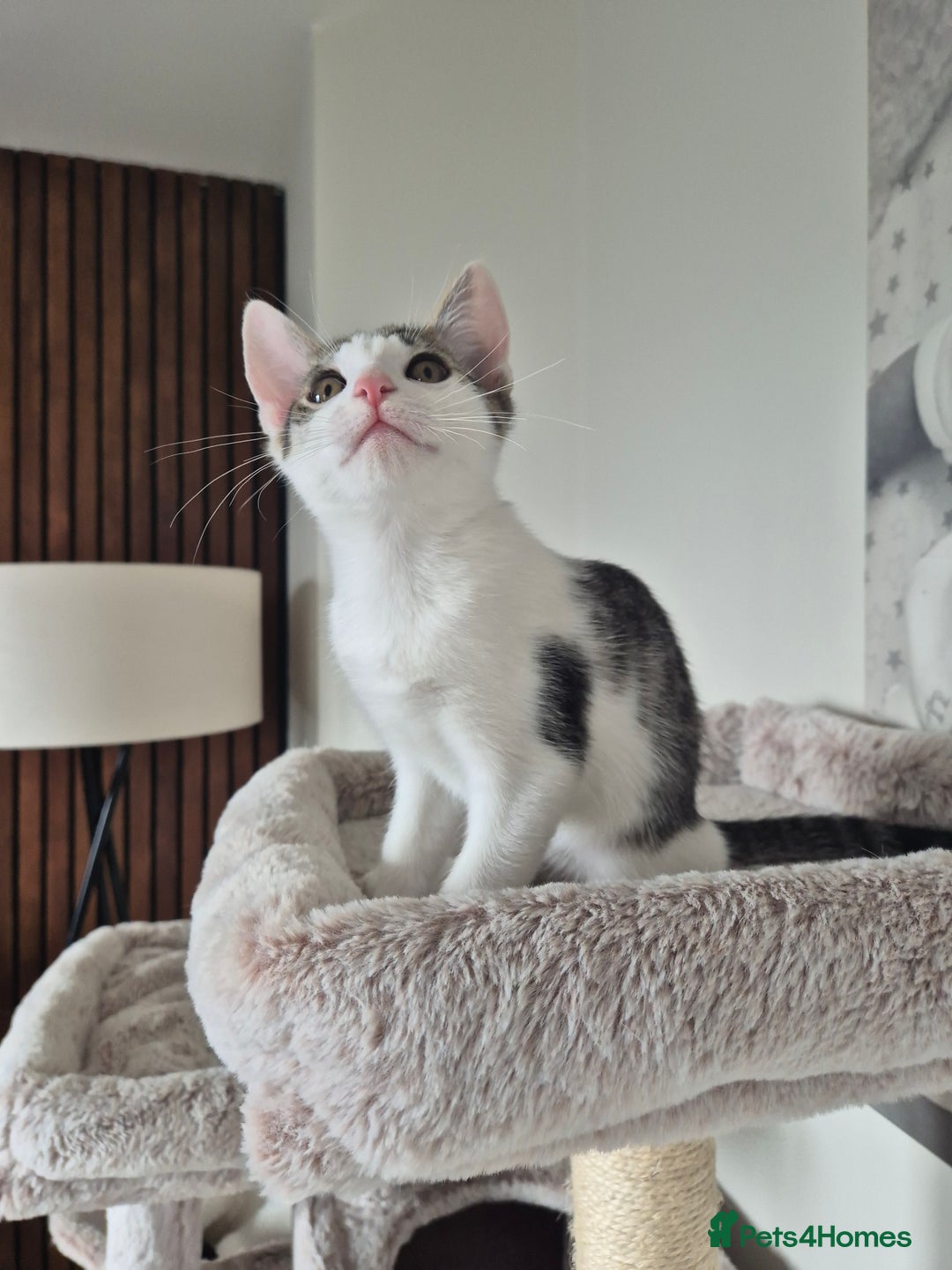 Bengal cats for sale: Male bengal cross - Image 8
