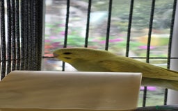 Budgerigars birds for sale: Beautiful baby budgies  - Image 7