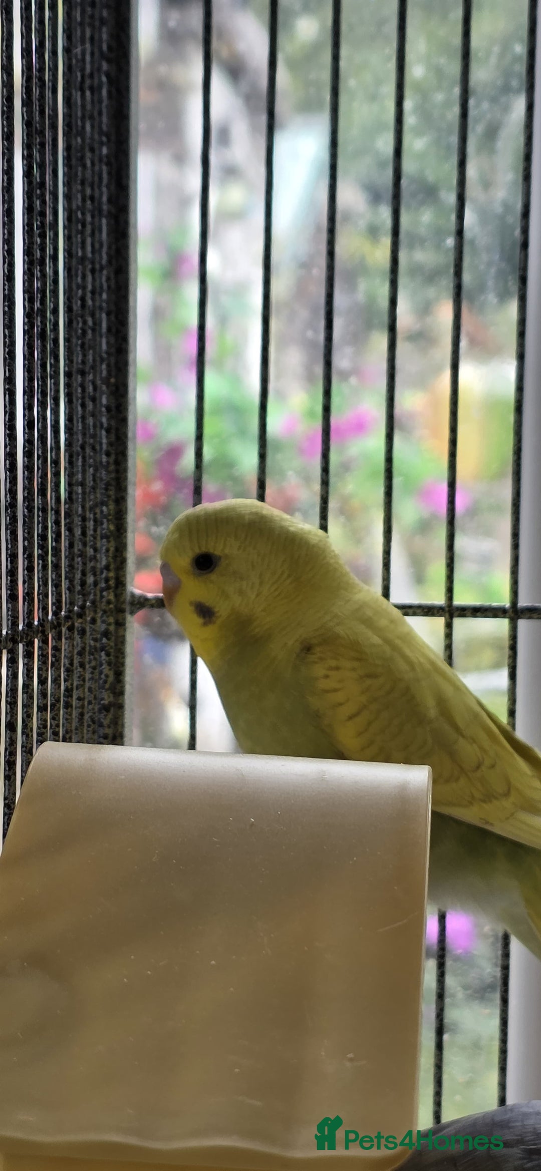 Budgerigars birds for sale: Beautiful baby budgies  - Image 7