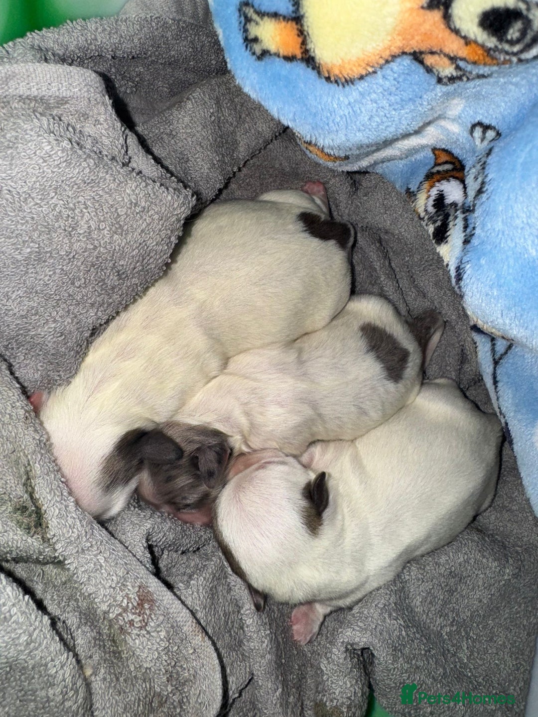 Poochon dogs for sale: Poochon puppies  - Advert 3