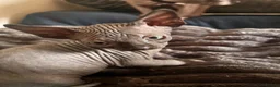 Sphynx cats for sale: Sphynx Kittens - Advert 29
