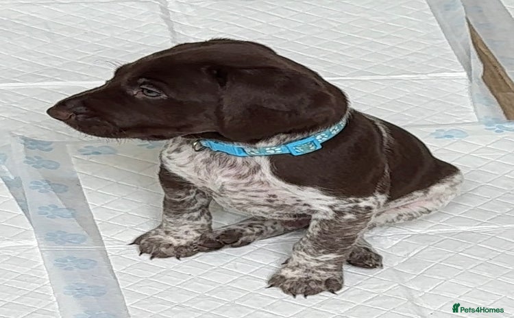 German Shorthaired Pointer dogs - Advert 1