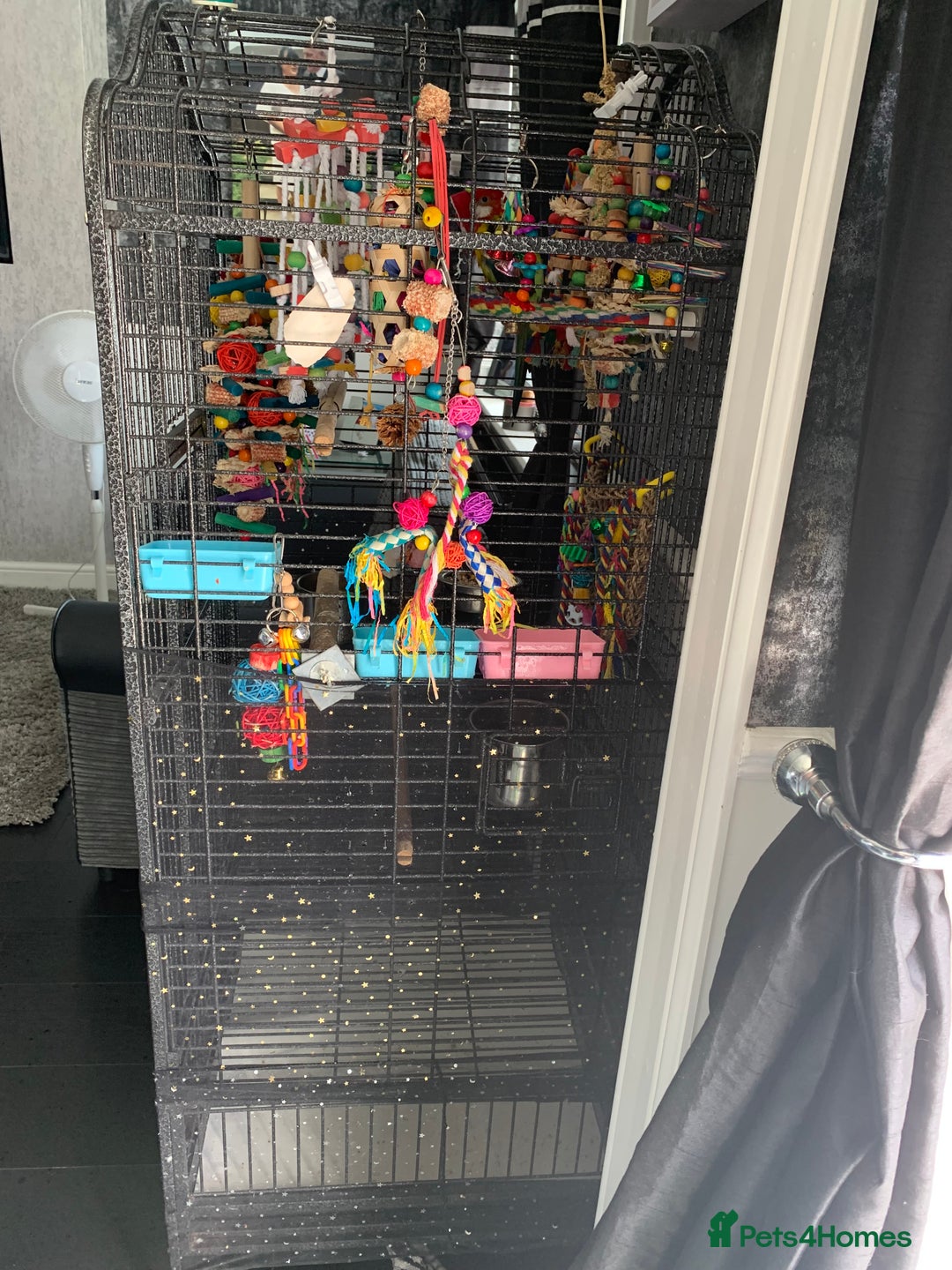 Parakeets birds for sale: 2 golden mantle rosellas with cage - Image 3