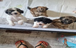 Maltipoo dogs for sale: Maltipoo's rare sable parti colours x4 - Image 10