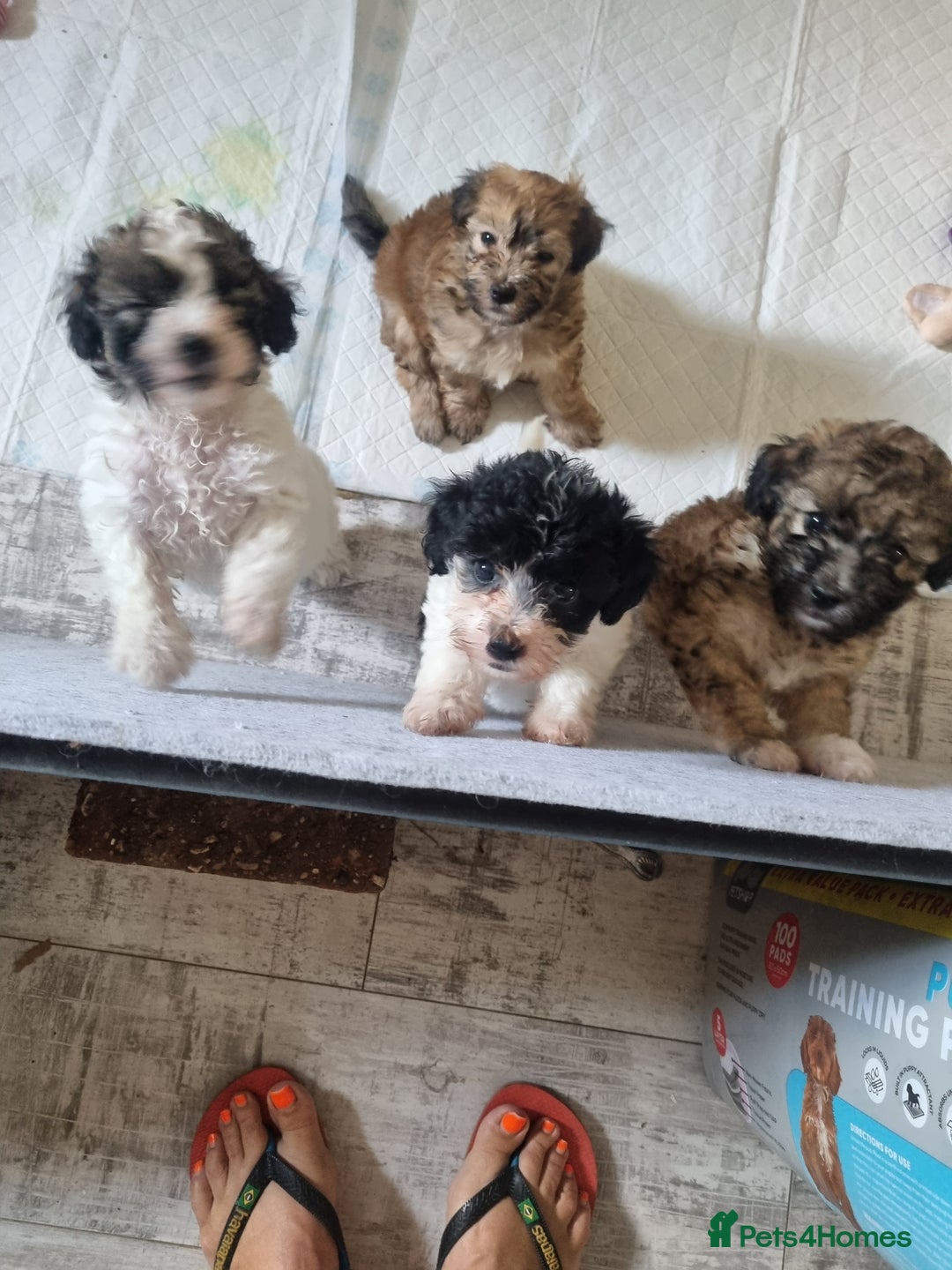 Maltipoo dogs for sale: Maltipoo's rare sable parti colours x4 - Image 10
