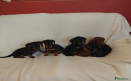 Dachshund dogs for sale: Pedigree miniature dachshunds - Image 8