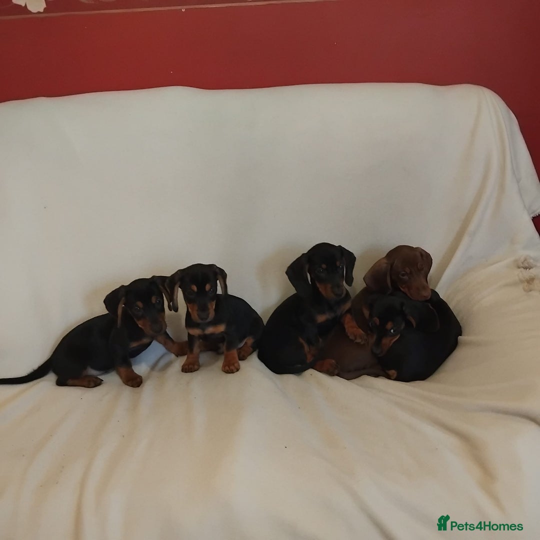 Dachshund dogs for sale: Pedigree miniature dachshunds - Image 8