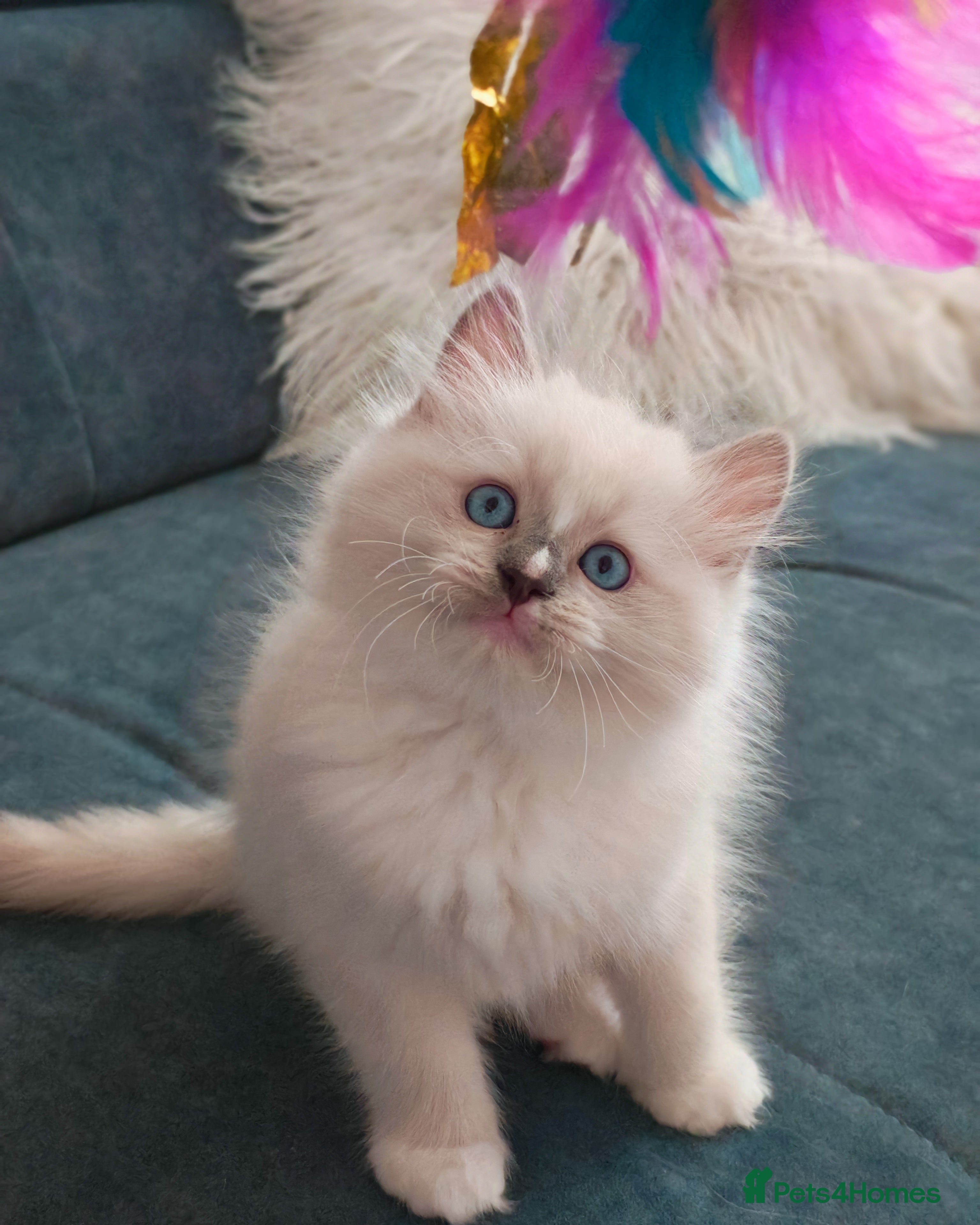 Ragdoll cats Beautiful Purebred Ragdoll Star-Quality Kittens - Advert 6