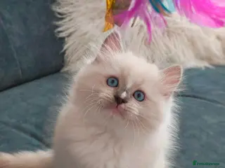 Ragdoll cats Beautiful Purebred Ragdoll Star-Quality Kittens - Advert 6