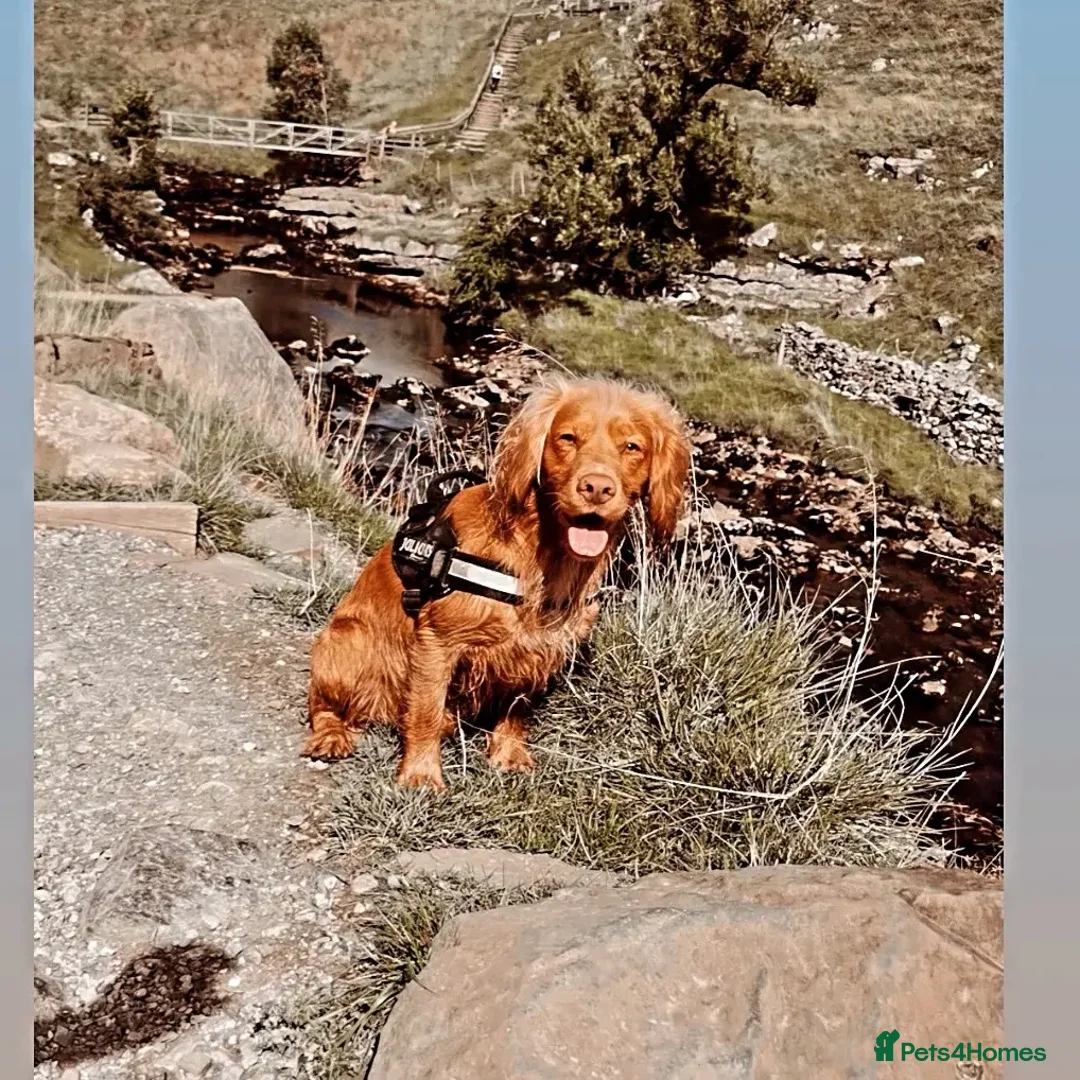 Cocker Spaniel dogs for stud: PROVEN Working Cocker Spaniel in Wigan - Advert 9