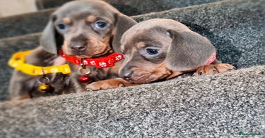 Miniature Dachshund dogs - Advert 15
