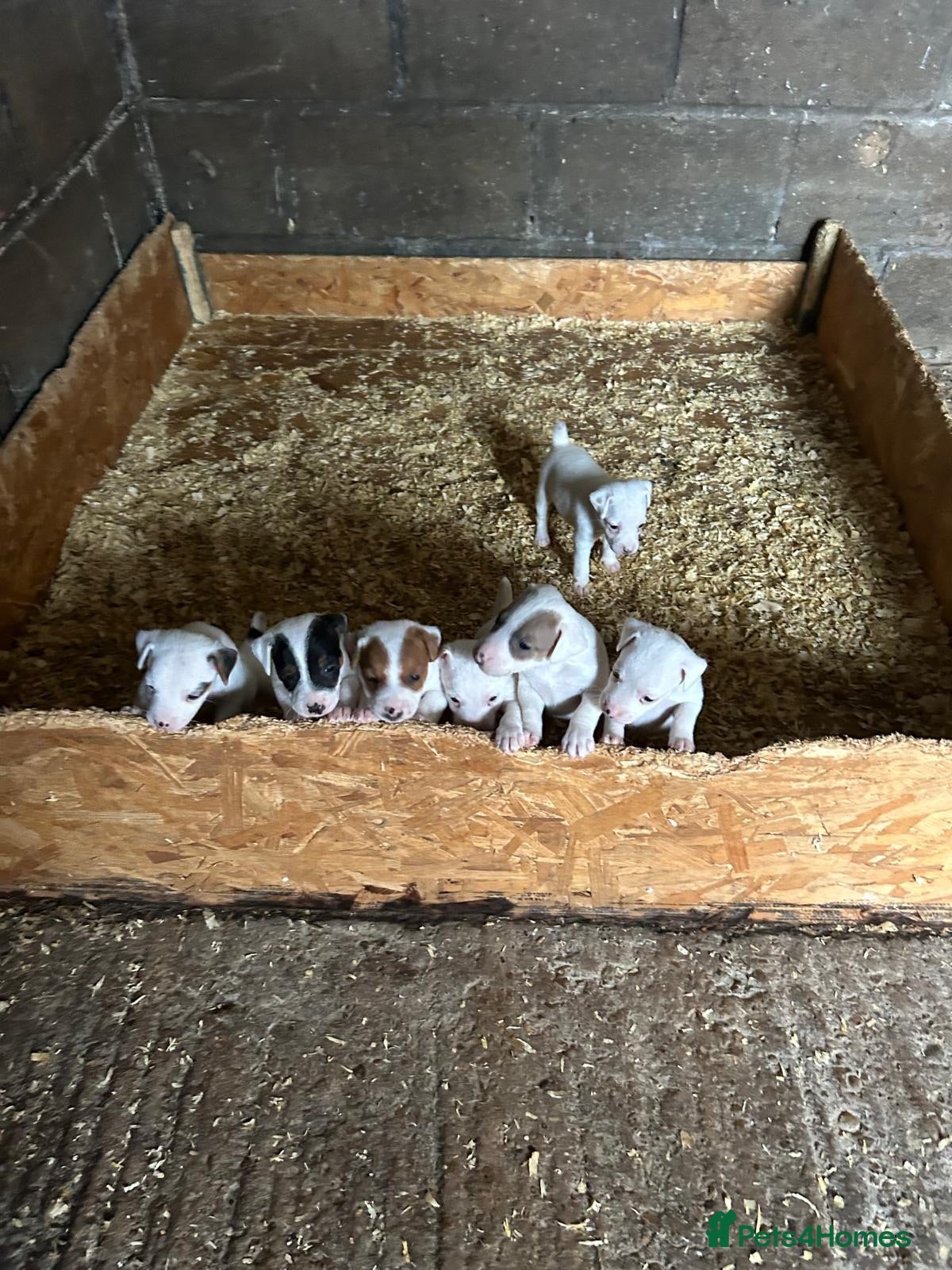 Jack Russell dogs Parson jack russles 5 boys left  - Advert 1