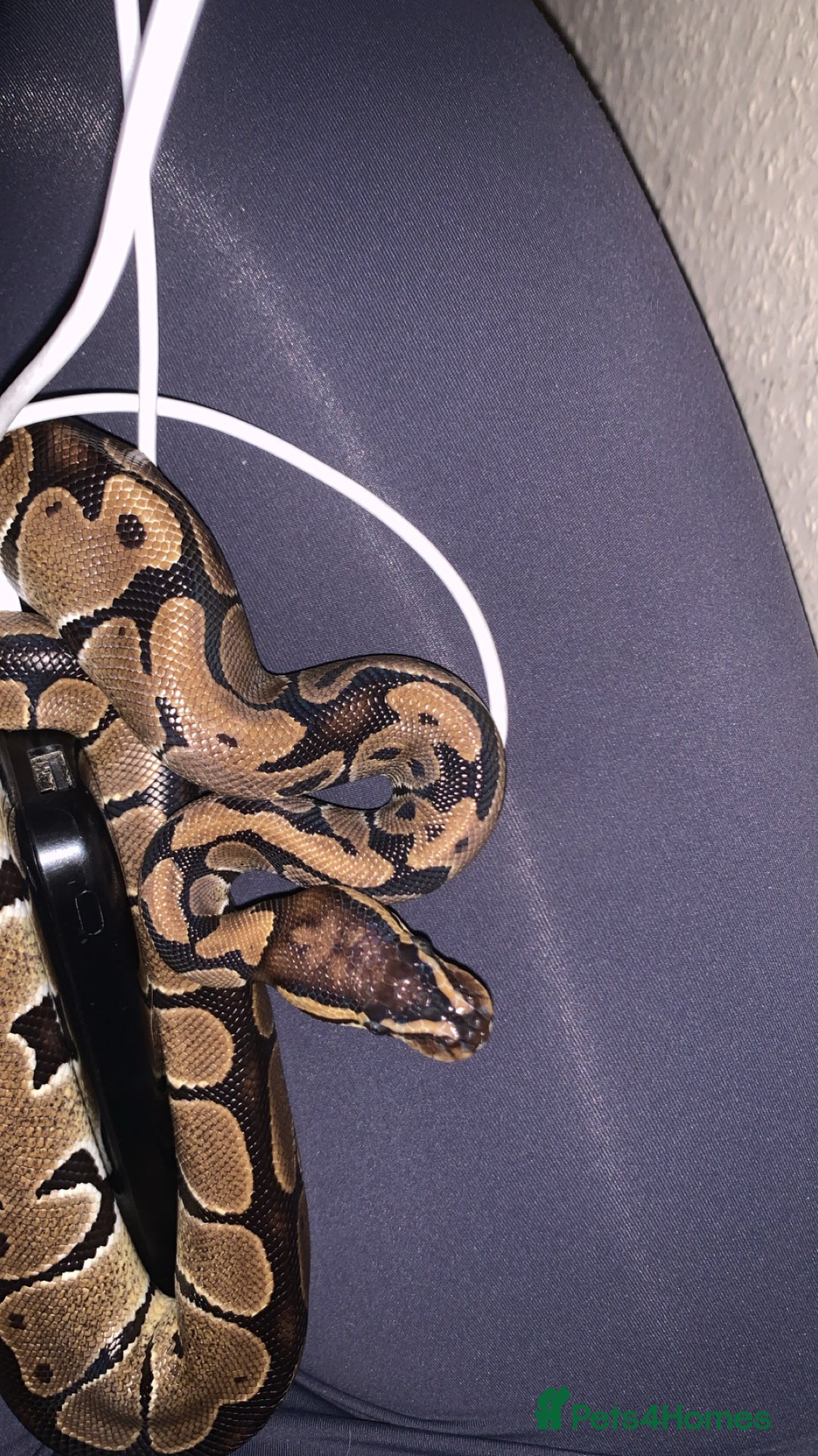 Python Snake reptiles for sale: Royal Python comes with ENCLOSURE  - Advert 3