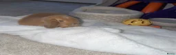 Mini Lop rabbits for sale: Beautiful mini lop Bunny in Fleet - Advert 4