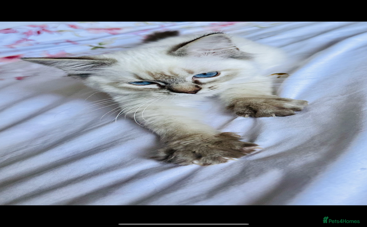 Ragdoll cats - Advert 1
