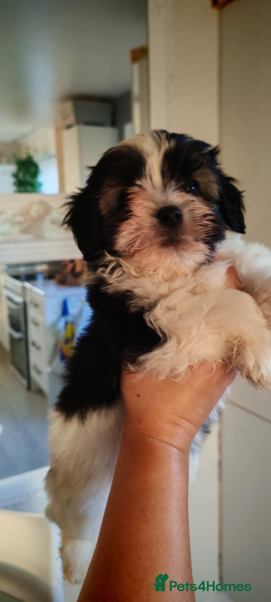 Shih Tzu dogs for sale: Beautiful full breed fluffy Shih Tzu boy  - Advert 1