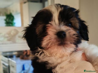 Shih Tzu dogs Cookie - Advert 11