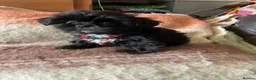 Malshi dogs for sale: 5 Beautiful Malshi Puppies - Maltese x Shih tzu in Chesterfield - Advert 15