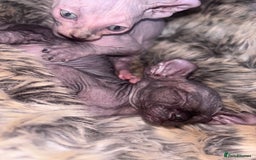 Sphynx cats for sale: Half Elf sphynx  - Image 10