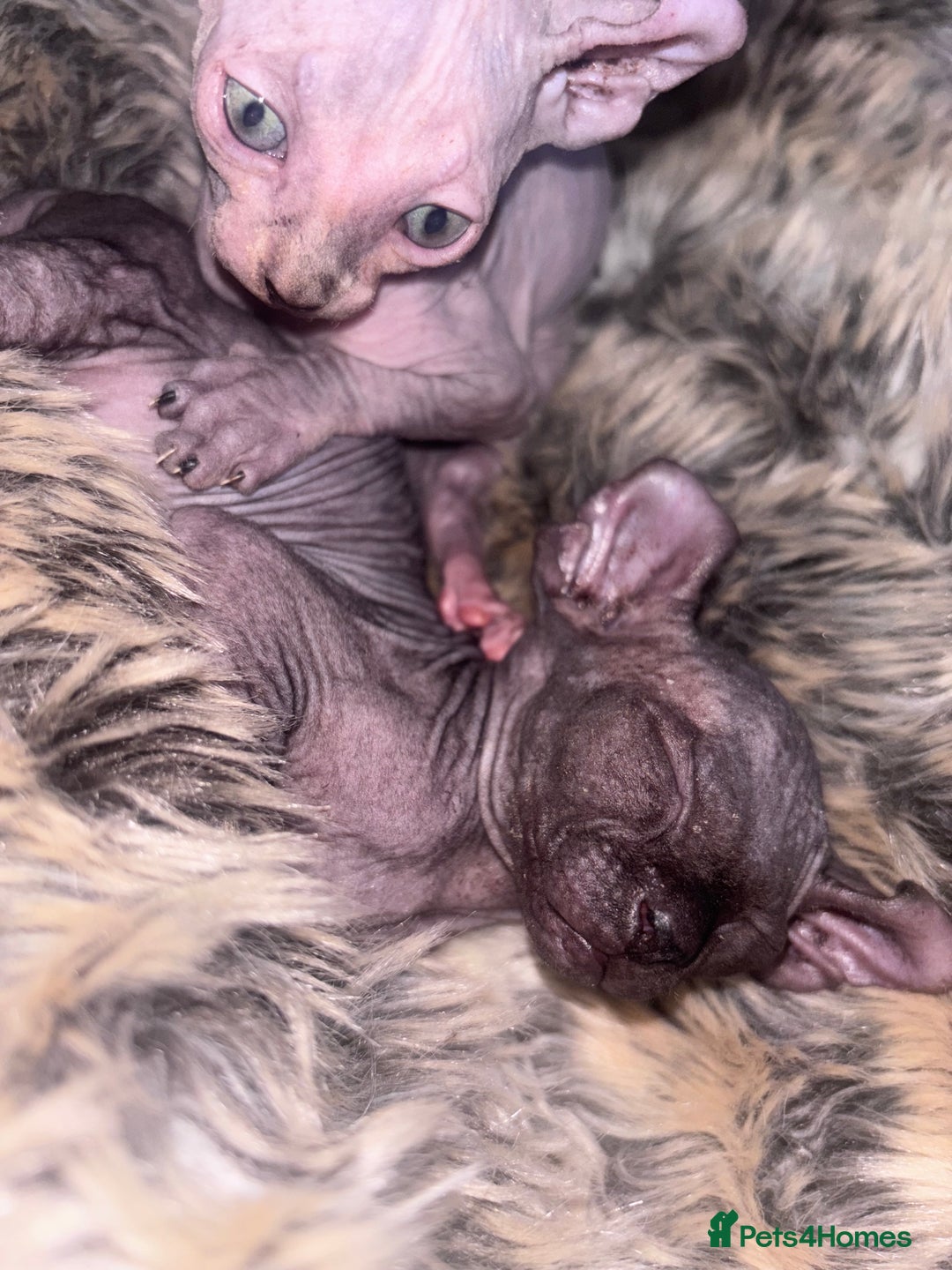 Sphynx cats for sale: Half Elf sphynx  - Image 10