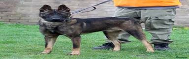 Belgian Shepherd Dog Puppy 2