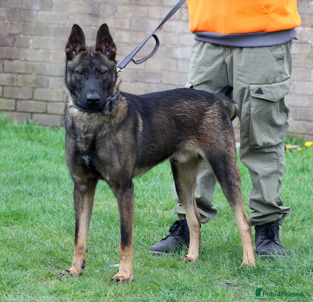Belgian Shepherd Dog dogs for sale: Lovely Dutch for sale  - Advert 3