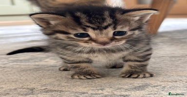 Mixed Breed cats - Advert 12