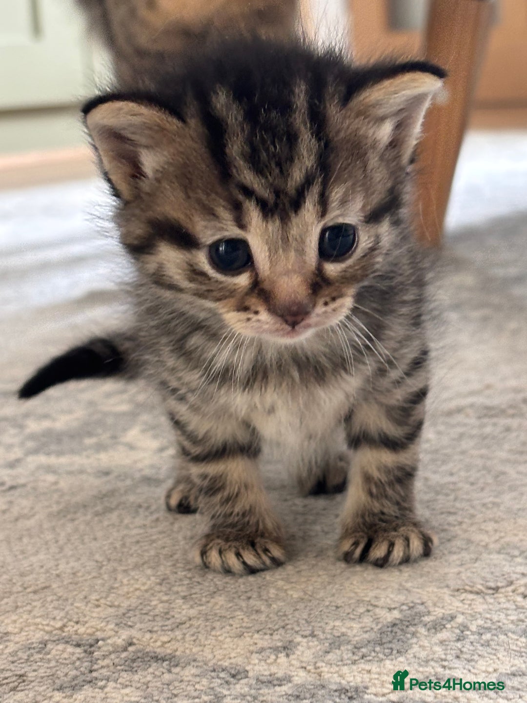 Mixed Breed cats for sale: 6 beautiful and playful mixed Mainecoon kittens - Image 3