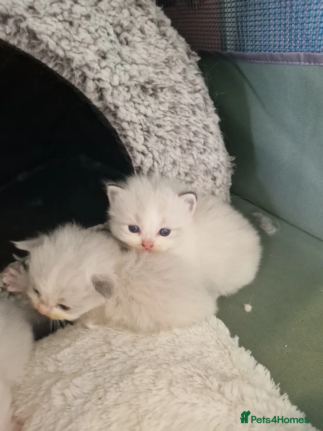 Ragdoll cats for sale: Rag doll fully registered kittens  in Carrickfergus - Advert 6