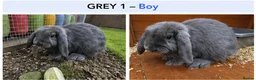 Mini Lop rabbits for sale: Gorgeous Pure Bred Mini Lops in Dewsbury - Advert 3