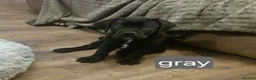 Cane Corso dogs for sale: *Ready to leave* Cane Corso puppys  - Advert 6