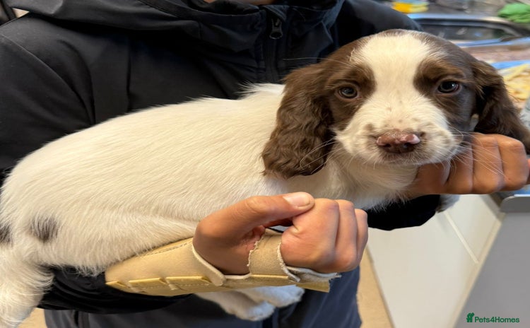 English Springer Spaniel dogs - Advert 1