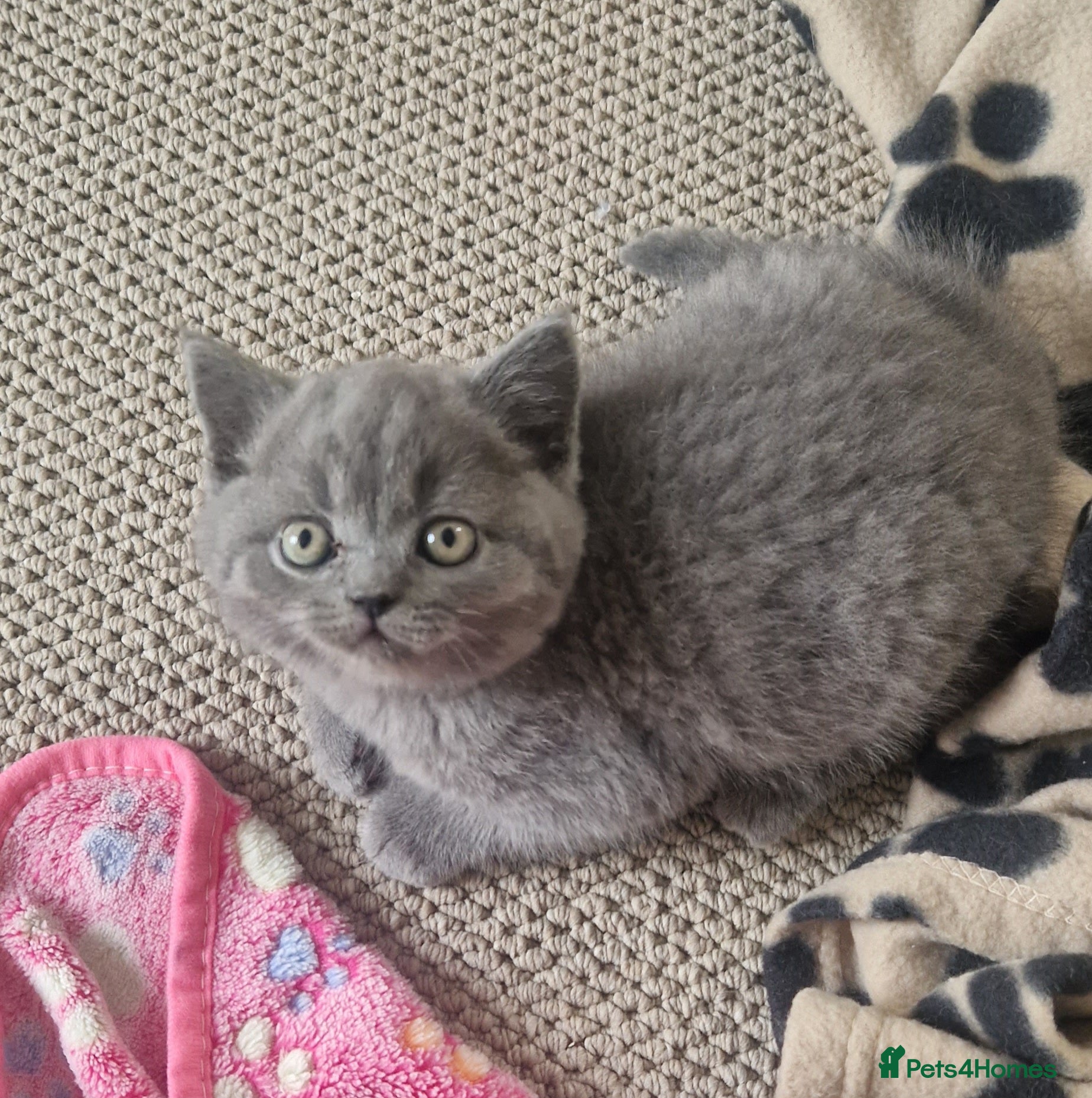 British Shorthair cats for sale: GCCF PEDIGREE BRITISH SHORTHAIR, BLUE, VIEW NOW - Advert 4