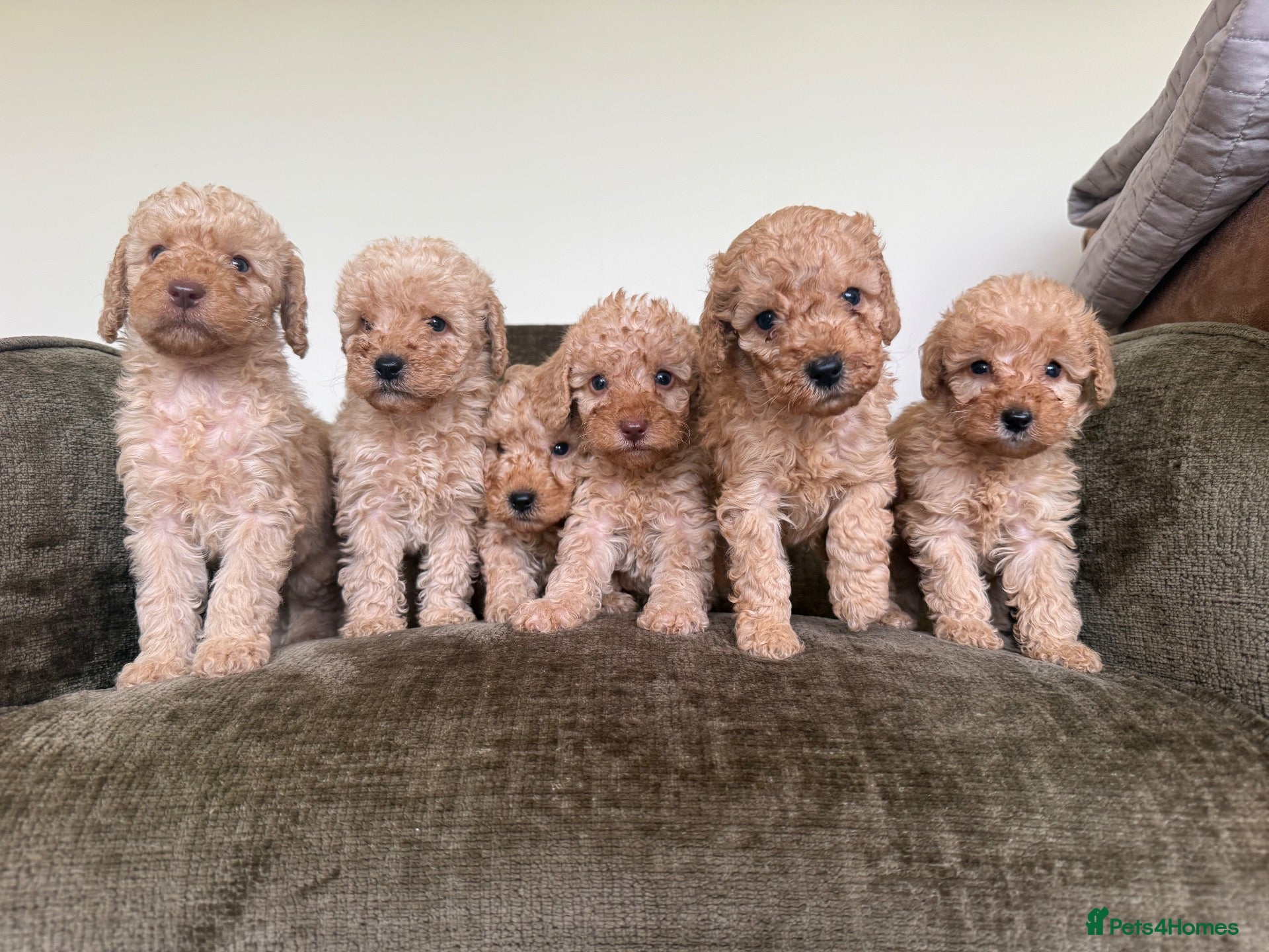 Labradoodle dogs Beautiful small / miniature labradoodles  - Advert 1