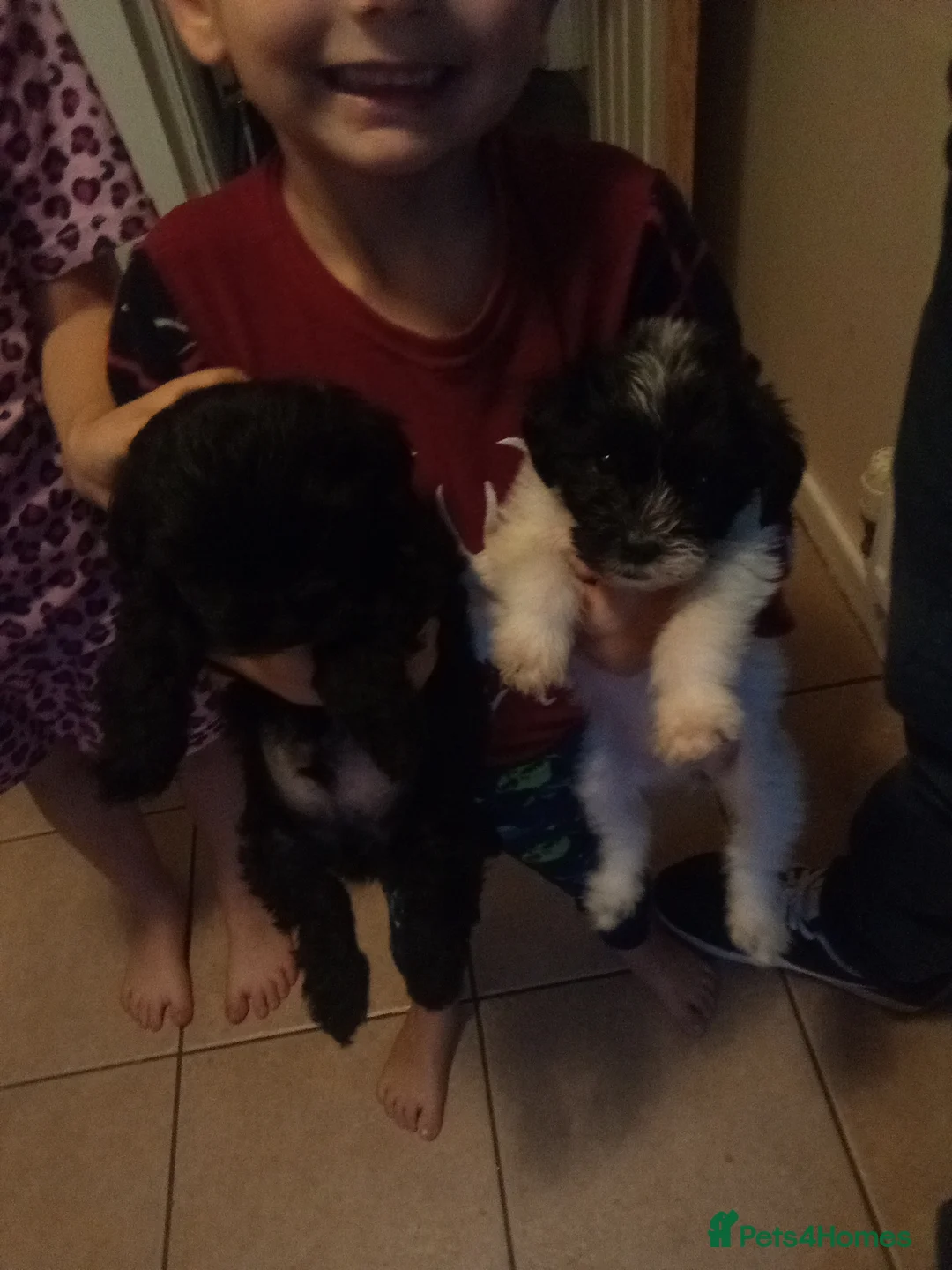 Patterdale Terrier dogs for sale: Patterdale terrier for sale  - Advert 5