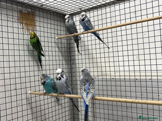Budgerigars birds - Advert 31