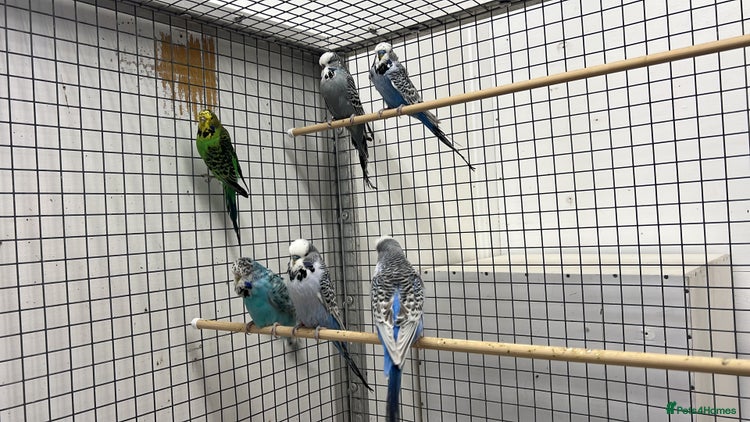 Budgerigars birds - Advert 2