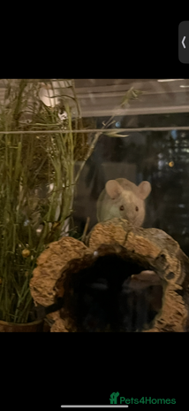 Mouse rodents - Advert 1