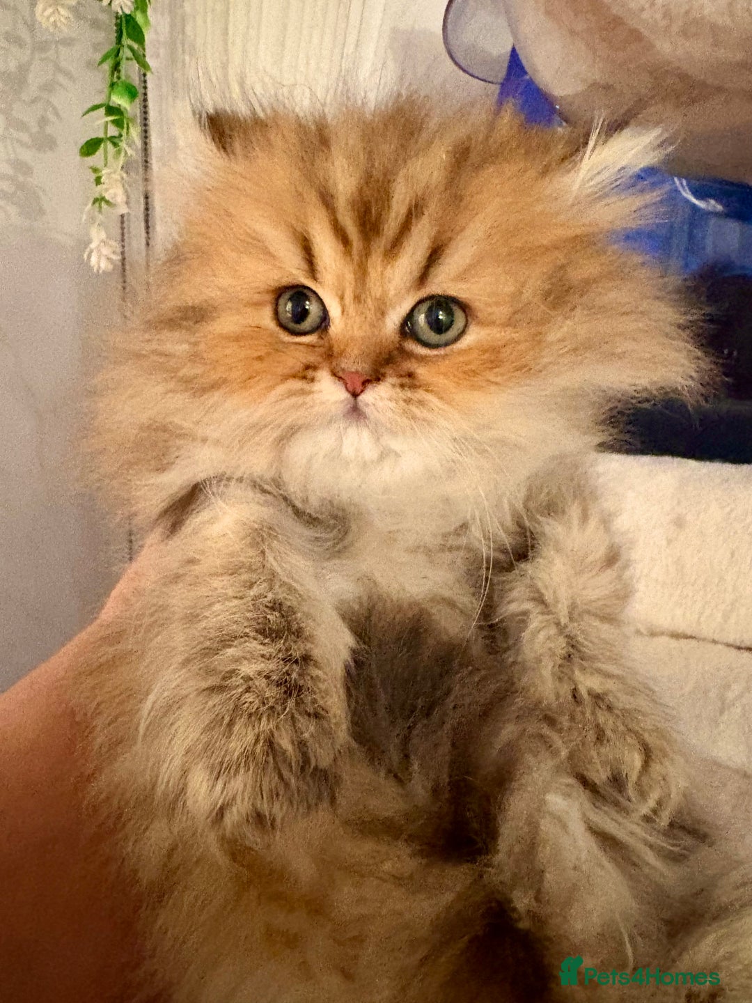 Persian cats for sale: Golden Persian chinchilla kittens  - Advert 10