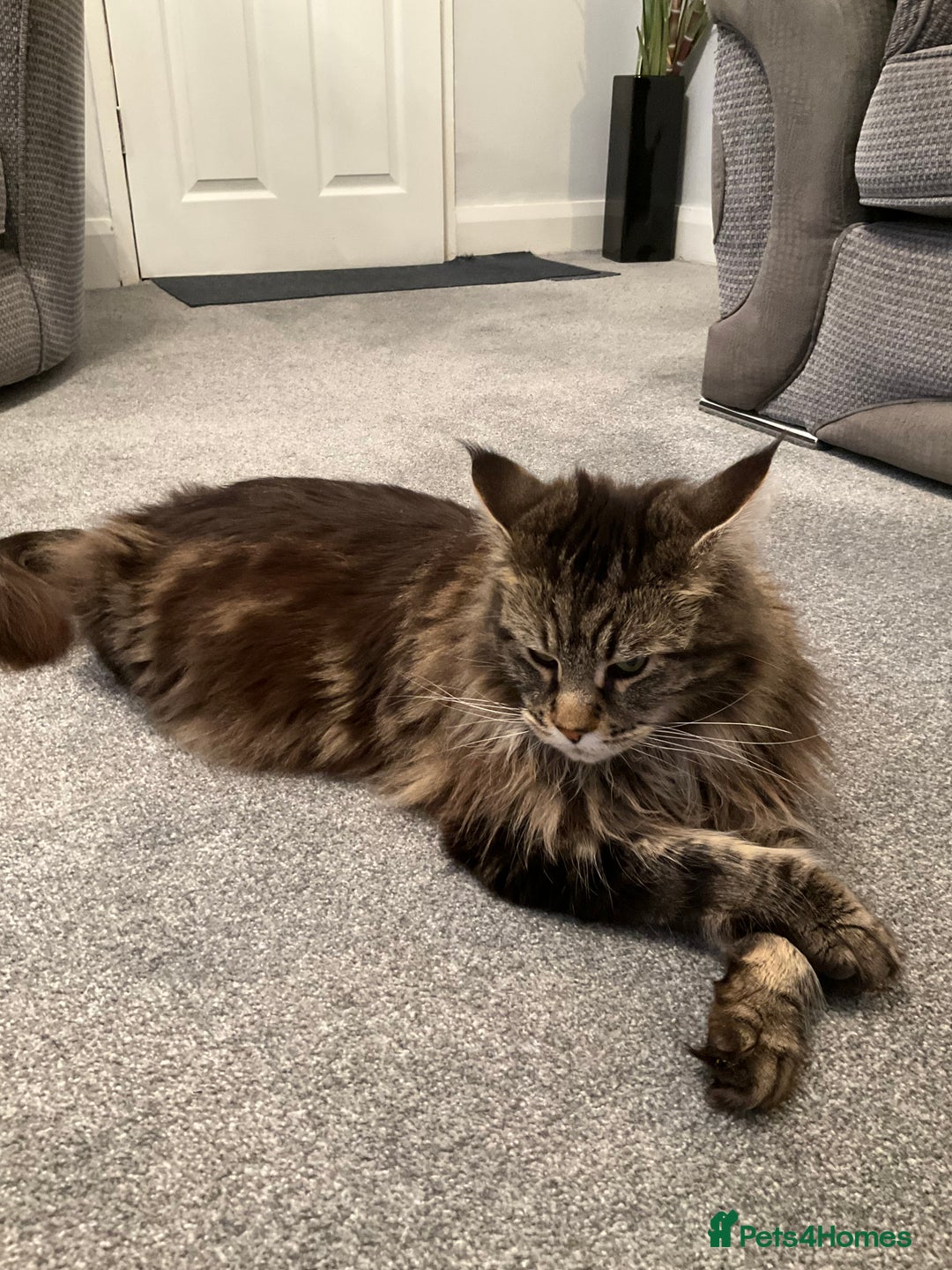 Maine Coon cats for sale: Very large beautiful Main coons - Image 6