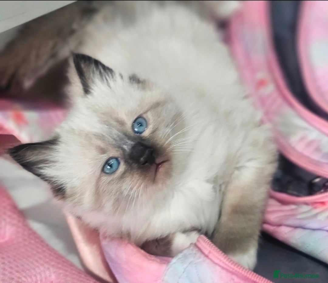 Ragdoll cats Beautiful rare kittens with blue eys. - Advert 6