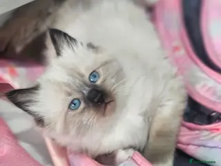 Ragdoll cats Beautiful rare kittens with blue eys. - Advert 4