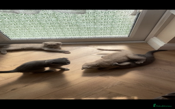 Scottish Fold cats for sale: Scottish fold kittens - Image 8