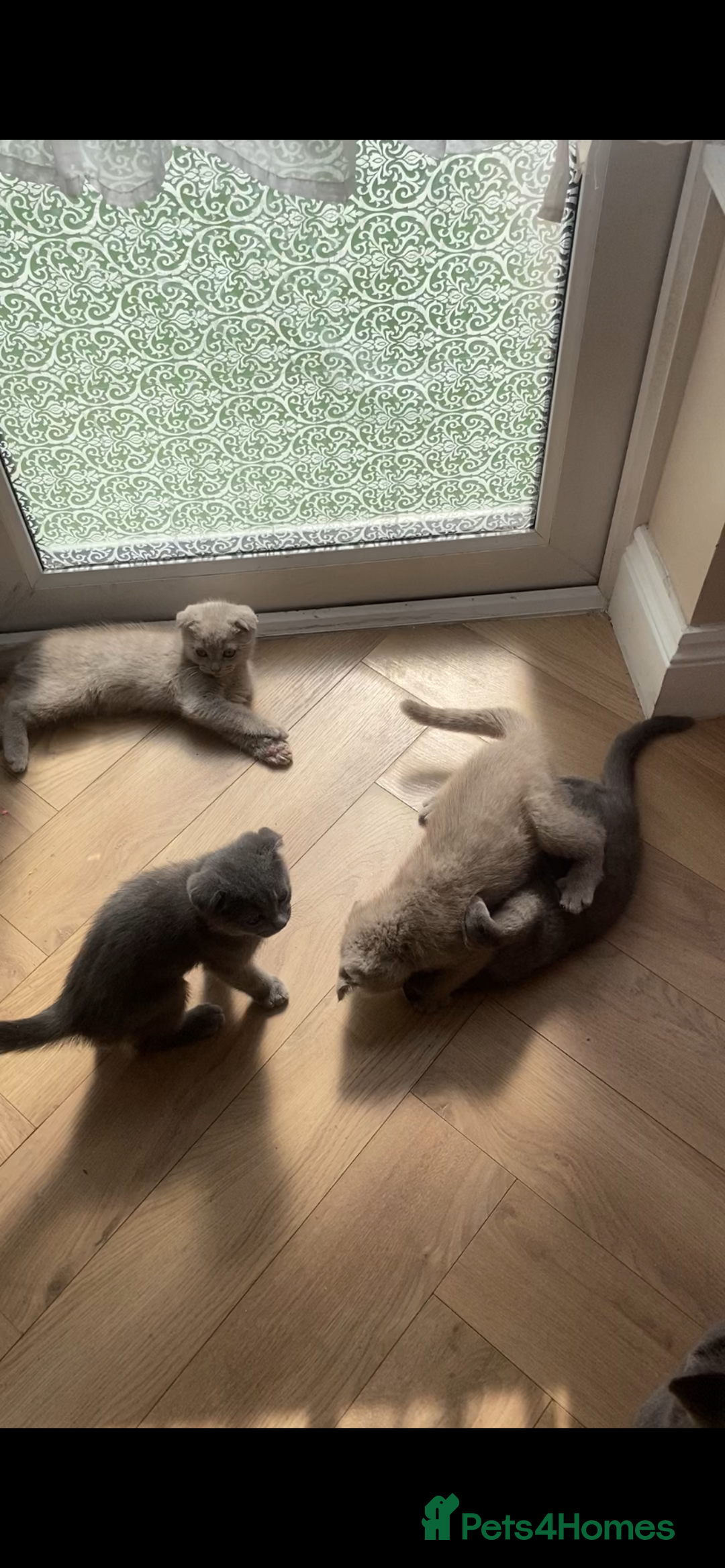 Scottish Fold cats for sale: Scottish fold kittens - Image 8